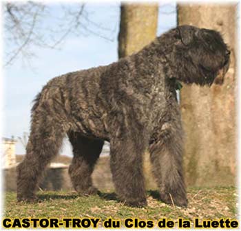 bouvier des flandres du clos de la luette - copyright déposé